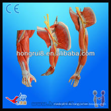 ISO Arm Modell mit Hauptgefäßen und Nerven, Anatomische Muskeln Modell